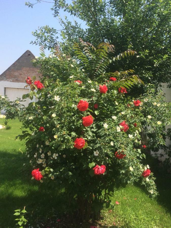 Apartament Haus Diogenes Mörbisch am See Zewnętrze zdjęcie